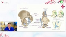 Шкарупа Д.Д. - Хирургическая анатомия тазового дна в норме и при пролапсе, патогенез и классификация