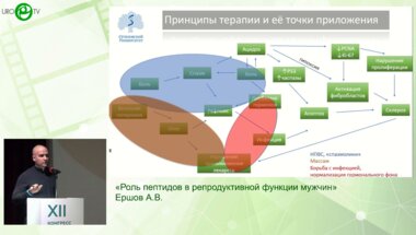 Ершов А.В. - Роль пептидов в репродуктивной функции мужчин