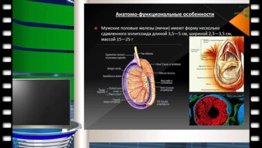 Зенина Ю.В. - Острые и хронические воспалительные заболевания органов мошонки
