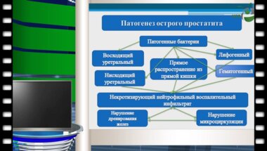 Шамин М.В. - Острый и хронический простатит 