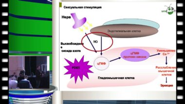 Греков Е.А. - Эрекция как маркер здоровья мужчины. Как сохранить сексуальное здоровье после 45 лет?