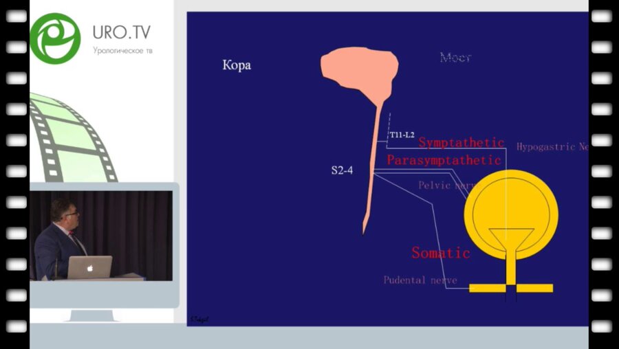 Tekgul S. - Нейрогенная регуляция функции мочевого пузыря и нижних мочевых путей