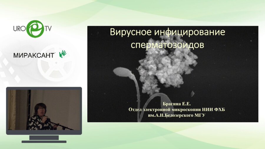 Брагина Е.Е. - Вирусное инфицирование сперматозоидов