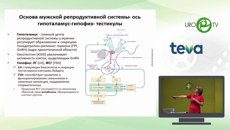 Бирюкова Е.В. - Эндокринные аспекты репродуктивного здоровья мужчины
