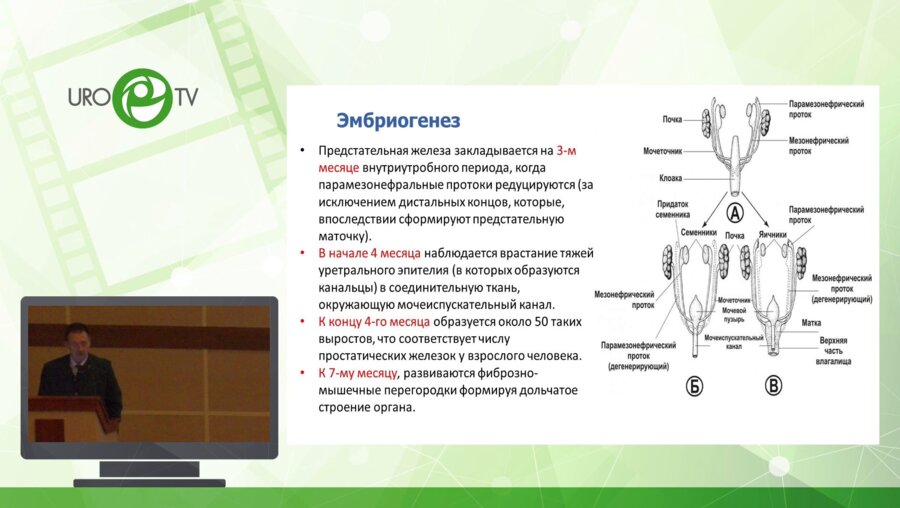 Павлов А.Ю. - Тактика лечения кист предстательной железы у пациентов различных возрастов