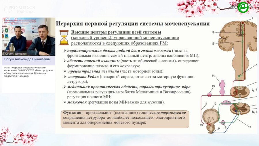 Богуш А.Н. - Детрузорно-сфинктерные взаимодействия при различных уровнях неврологических поражений