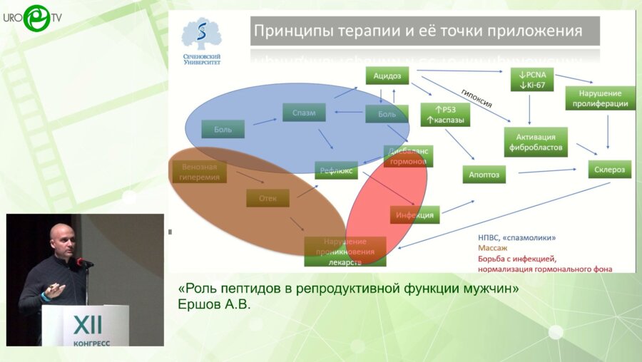 Ершов А.В. - Роль пептидов в репродуктивной функции мужчин