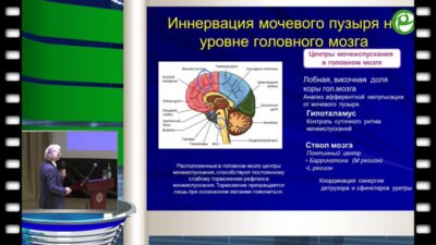 Кривобородов Г.Г. - «Мочевой заика» и другие расстройства мочеиспускания