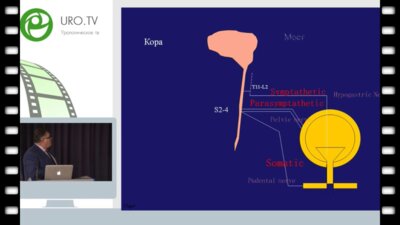 Tekgul S. - Нейрогенная регуляция функции мочевого пузыря и нижних мочевых путей