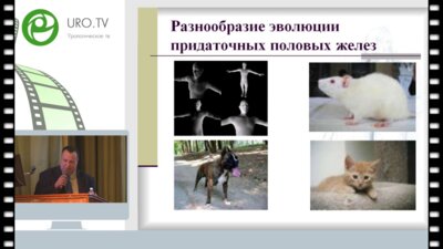 Nikolaos Sofikitis (Греция) - Биохимические изменения в семенной плазме у мужчин с инфекцией добавочных половых желез