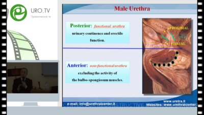 Г.Барбали - Основы уретральной хирургии