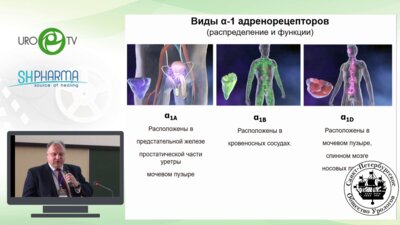 Кузьмин И.В. - Альфа-адренергическая селективность. Уродинамические аспекты