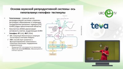 Бирюкова Е.В. - Эндокринные аспекты репродуктивного здоровья мужчины