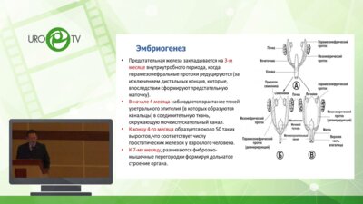 Павлов А.Ю. - Тактика лечения кист предстательной железы у пациентов различных возрастов