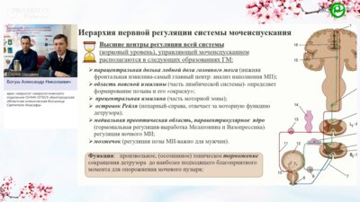 Богуш А.Н. - Детрузорно-сфинктерные взаимодействия при различных уровнях неврологических поражений
