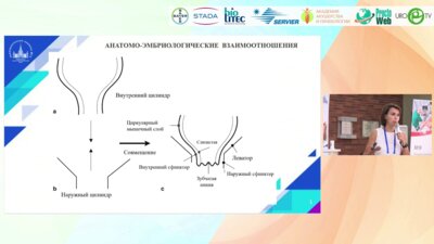 Гарманова Т.Н. - Анатомия анального канала