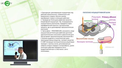 Миркин Я.Б. - Центральная и периферическая сенситизация при тазовой боли