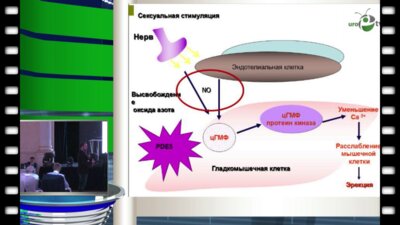 Греков Е.А. - Эрекция как маркер здоровья мужчины. Как сохранить сексуальное здоровье после 45 лет?